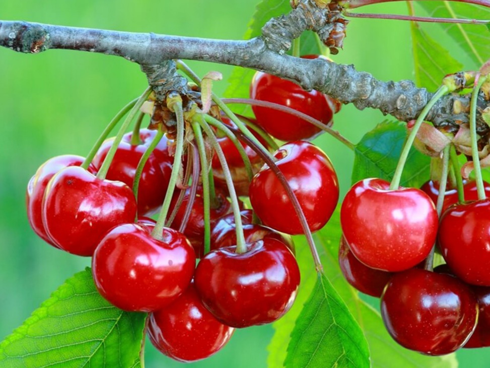 Patagonian cherries: technology and management to improve quality and reduce losses