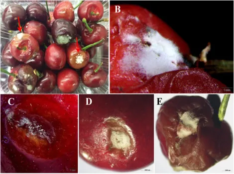 Analysis of fungal diversity responsible for cherry fruit rot in Shandong province, China