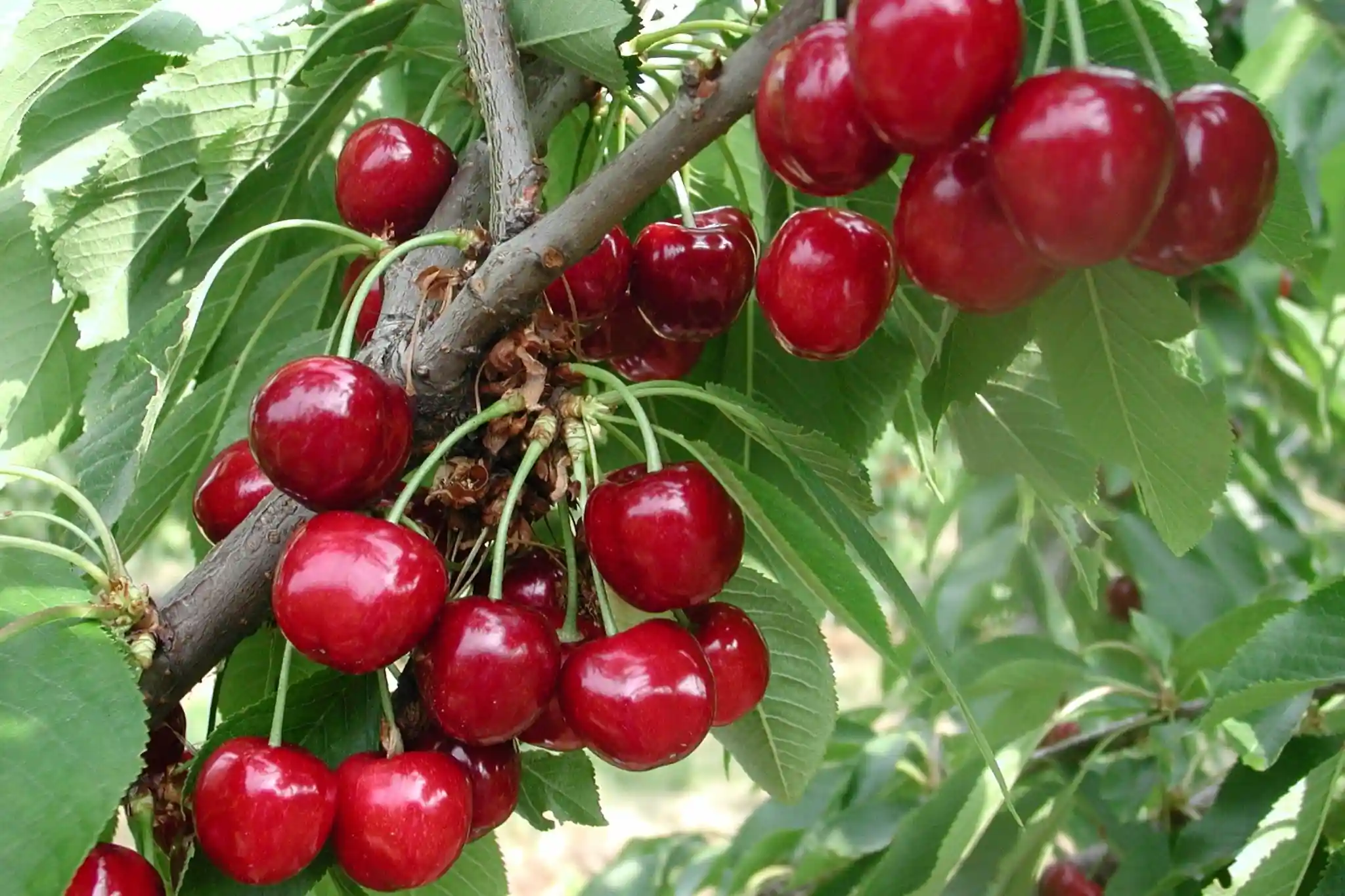 AI and climate data: estimating cherry ripeness with smart farming tools
