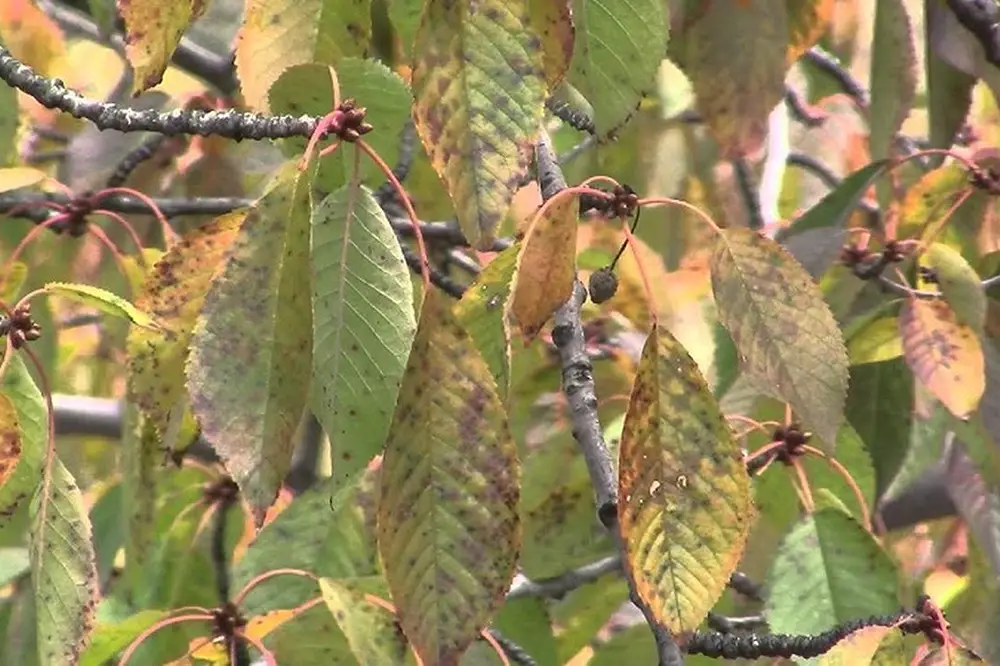 Michigan cherry growers are worried about cherry leaf spot