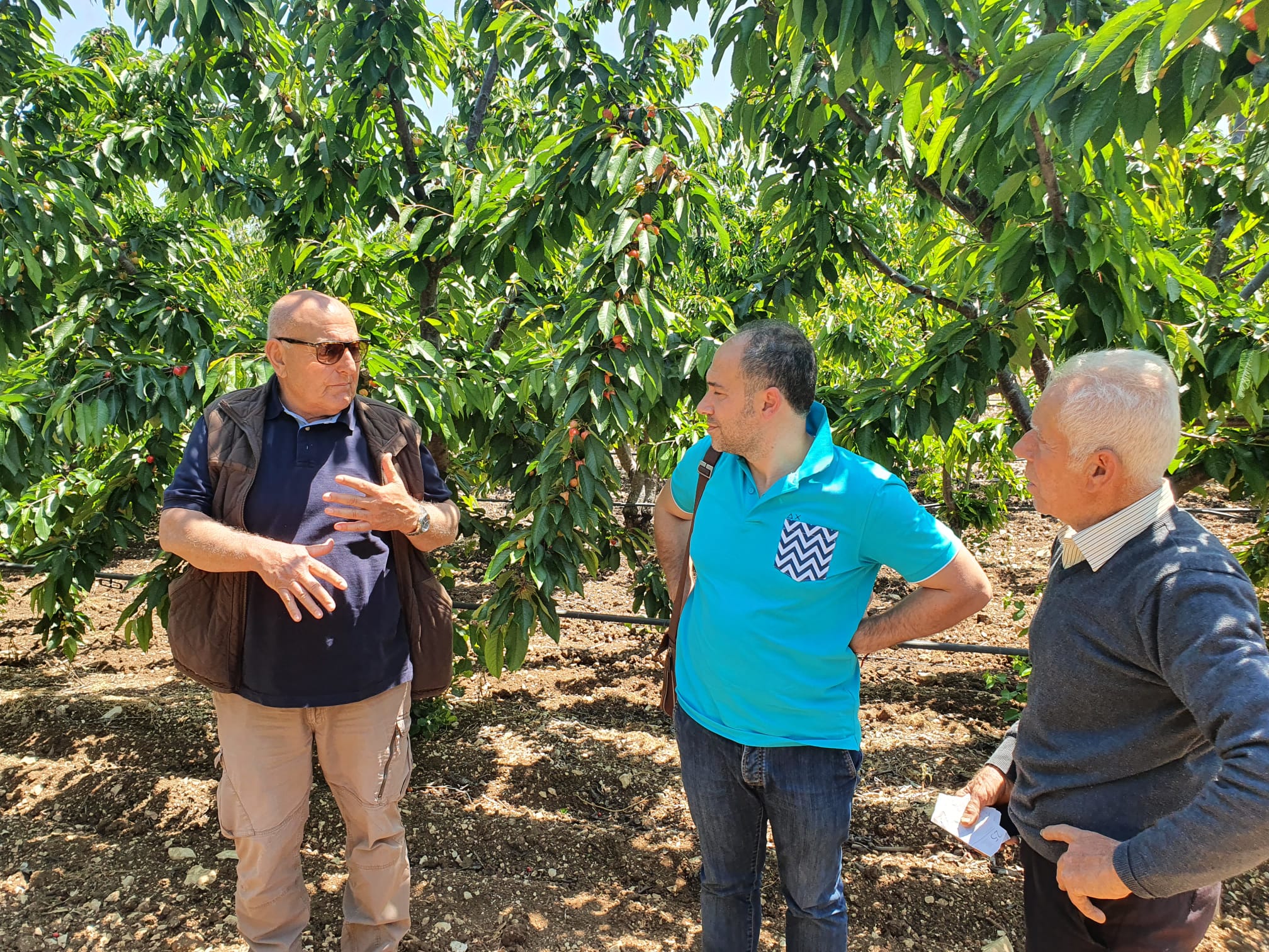 Sweet cherry in Apulia region: challenges and opportunities for future cultivation