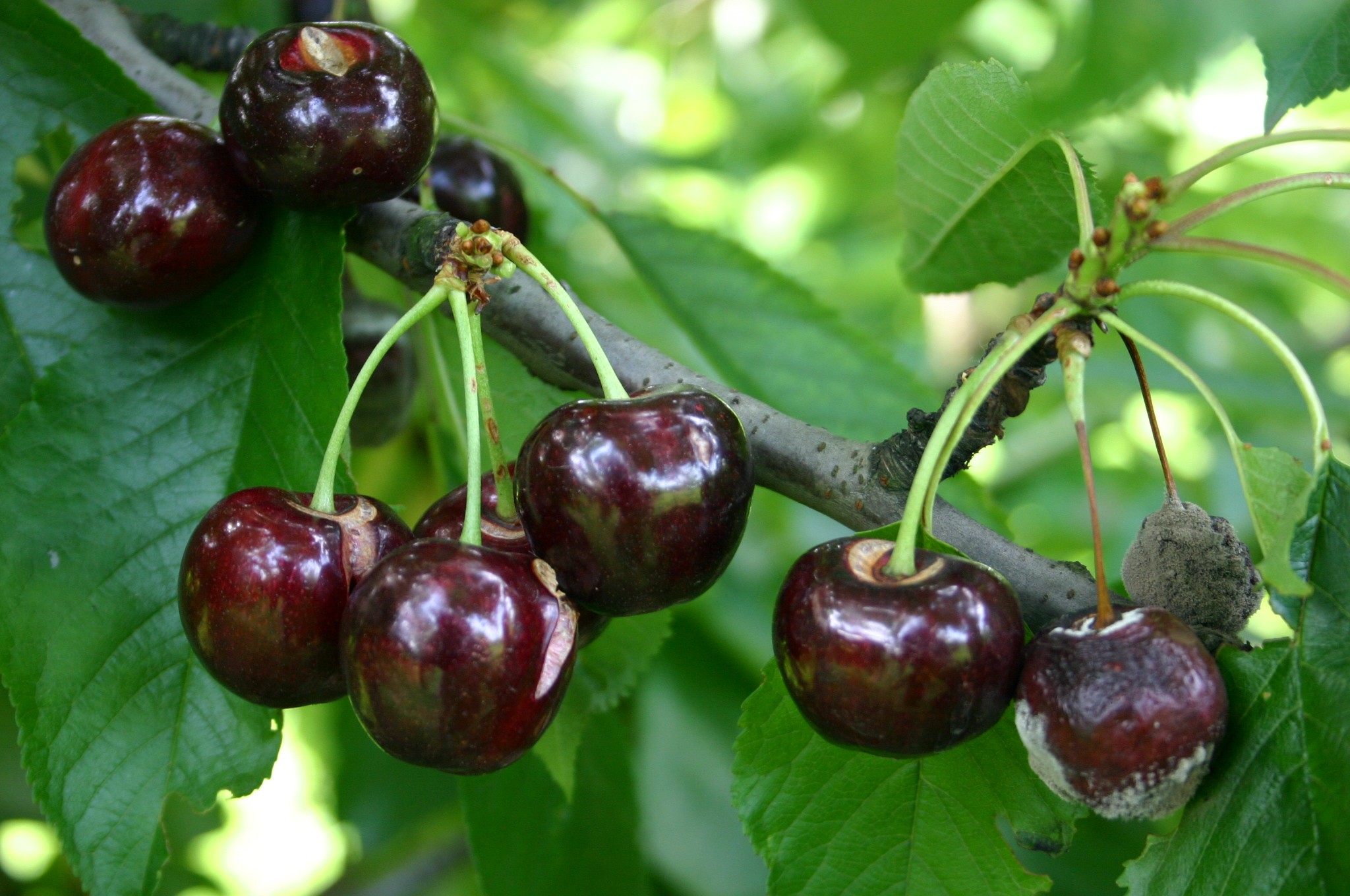 What strategies for modern fruit rot control?