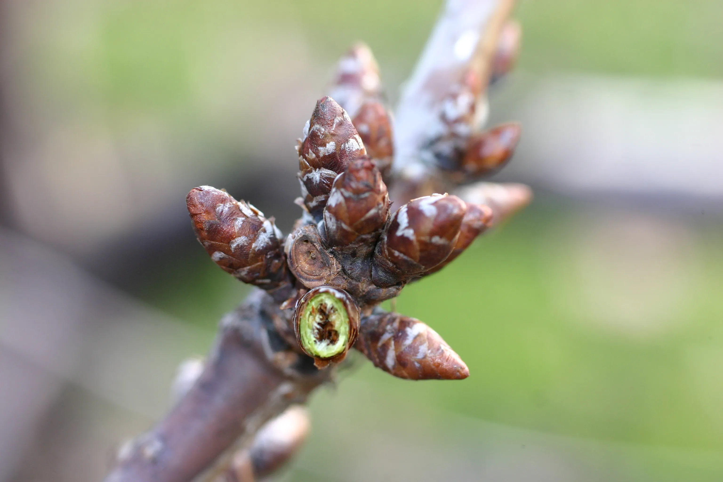 I trattamenti a base di nanocellulosa proteggono gli alberi di ciliegio dalle gelate