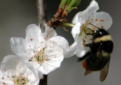 Bombi e impollinazione, le strisce di fiori selvatici aiutano a preservare l’habitat