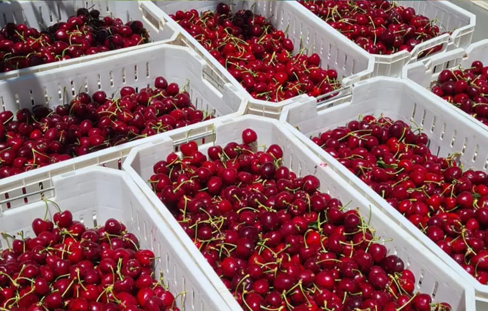 Cherry production increases by 75% in the pilot orchard of AFIPA's Sustainable Agriculture in Action Project