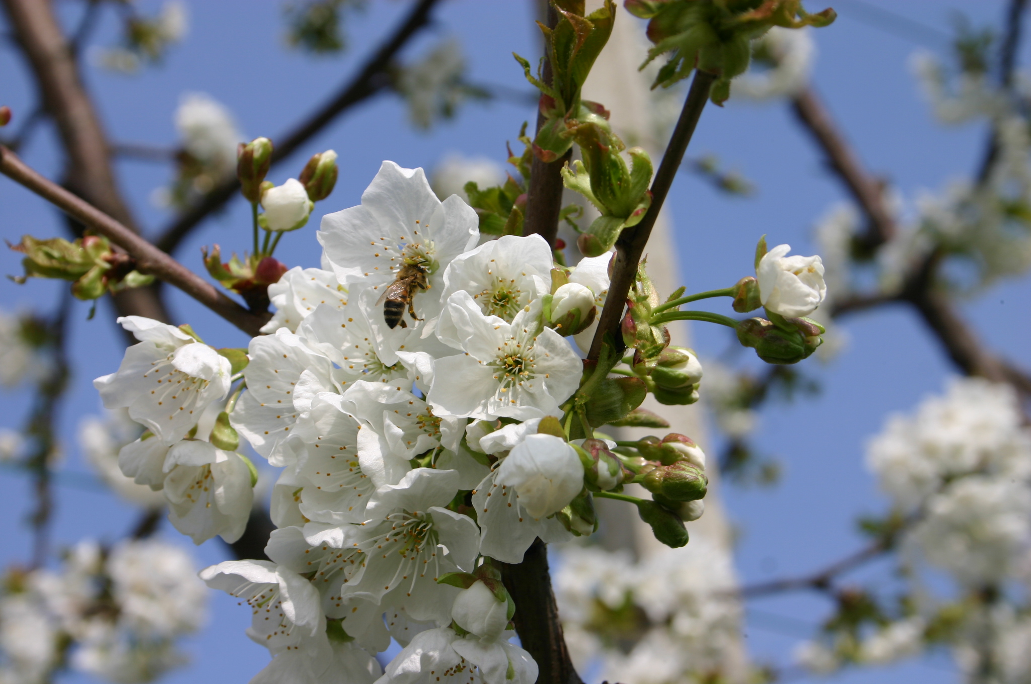 Ciliegio, la qualità del frutto inizia dall’impollinazione