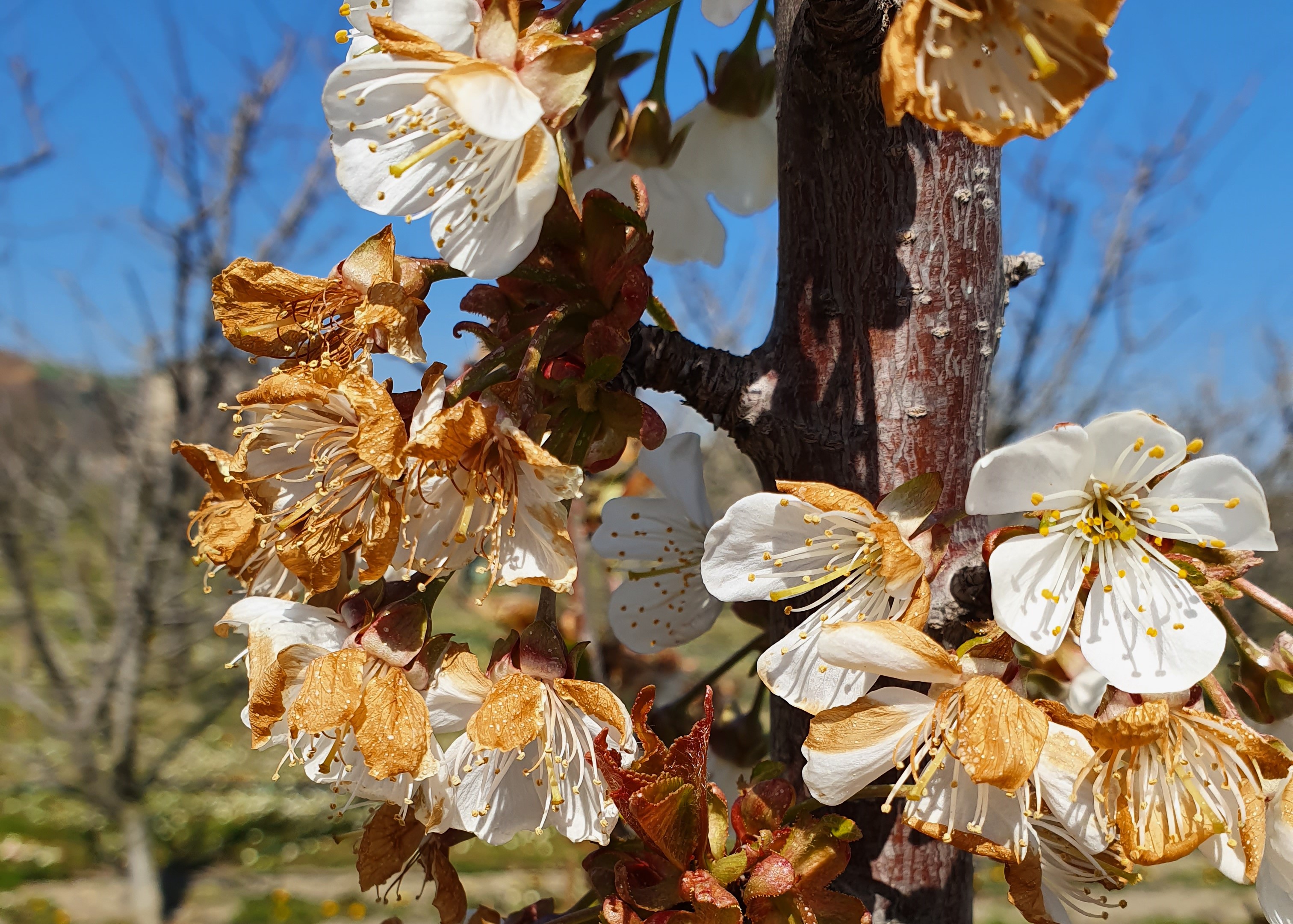 La resistenza al freddo del ciliegio dolce nella Valle di Okanagan