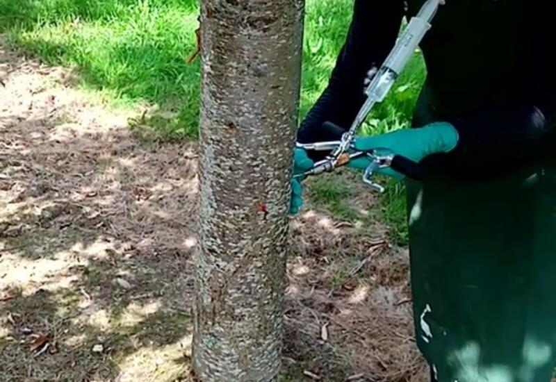 Microinjections to protect cherry trees against Drosophila suzukii