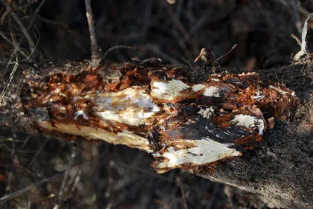 Tecniche innovative nei portinnesti per contrastare il marciume radicale nel ciliegio