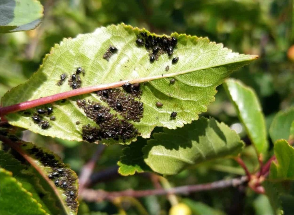 Major cherry tree diseases and their sustainable management