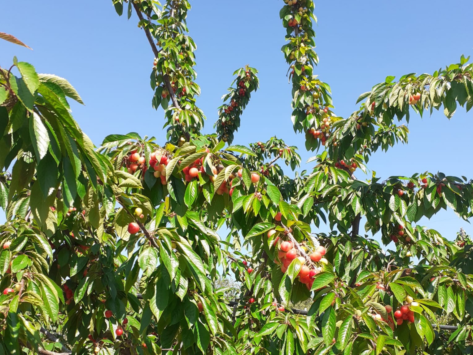 Apulian cherries, a season that seems to be under a good star