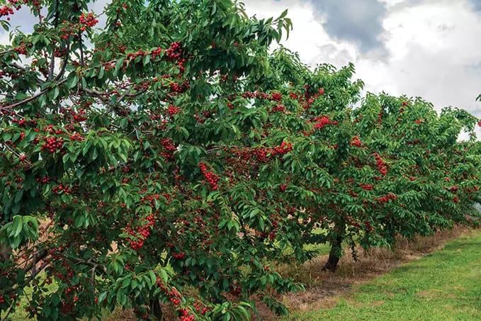 Costs and profitability of High-Density and Ultra-High-Density cherry plantations in Wasco County (USA)
