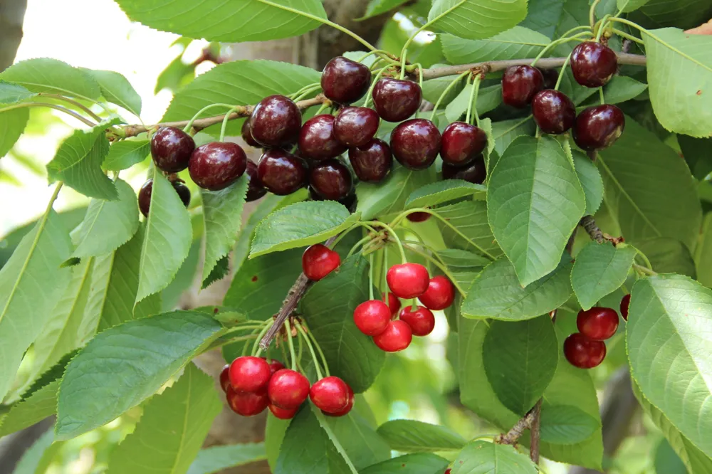 Little Cherry Disease: winning strategies to save cherry trees