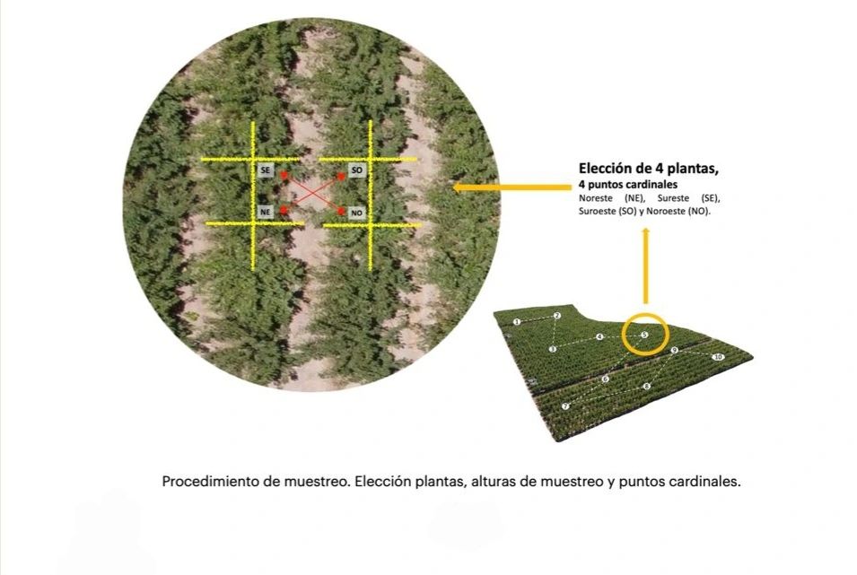 Fotogrammetria multispettrale: studio dell'effetto dei trattamenti con biostimolanti sulla qualità delle ciliegie