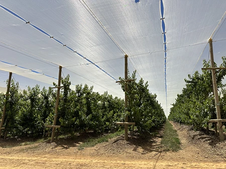 South African cherries are ready to grow again