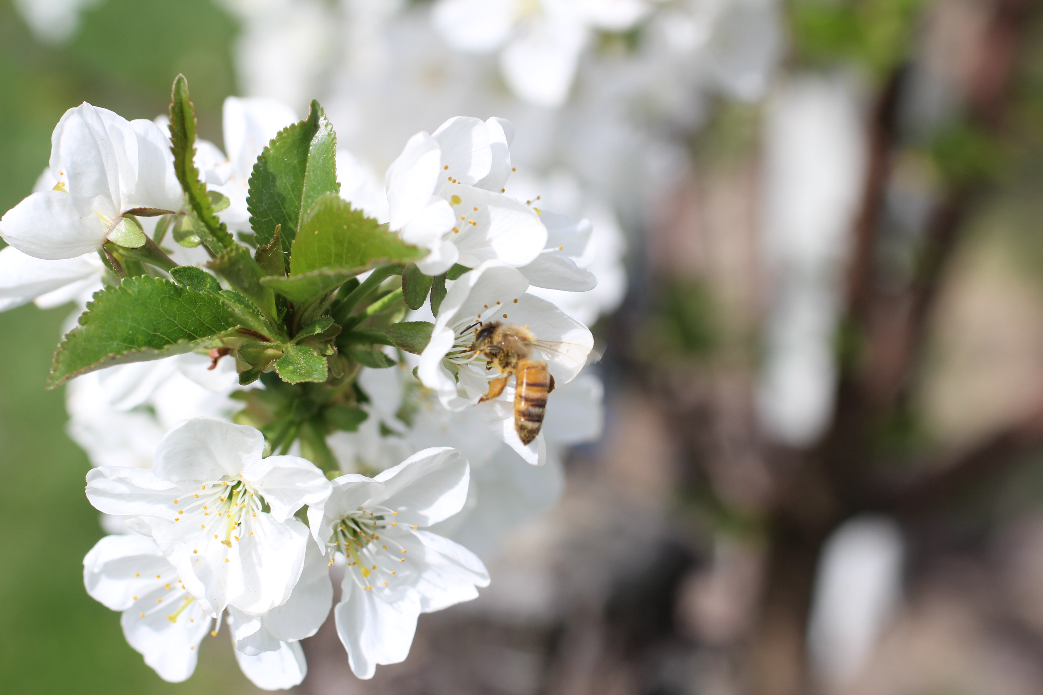 Con l’aiuto delle api si possono studiare i virus delle piante