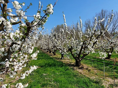 Come migliorare la qualità delle ciliegie autofertili attraverso il diradamento dei fiori