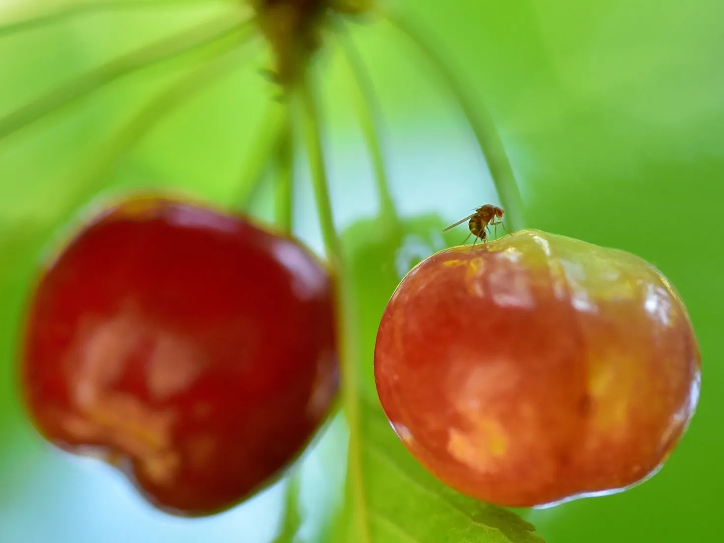 A collective project to combat Drosophila suzukii starts in France on the Monts du Lyonnais