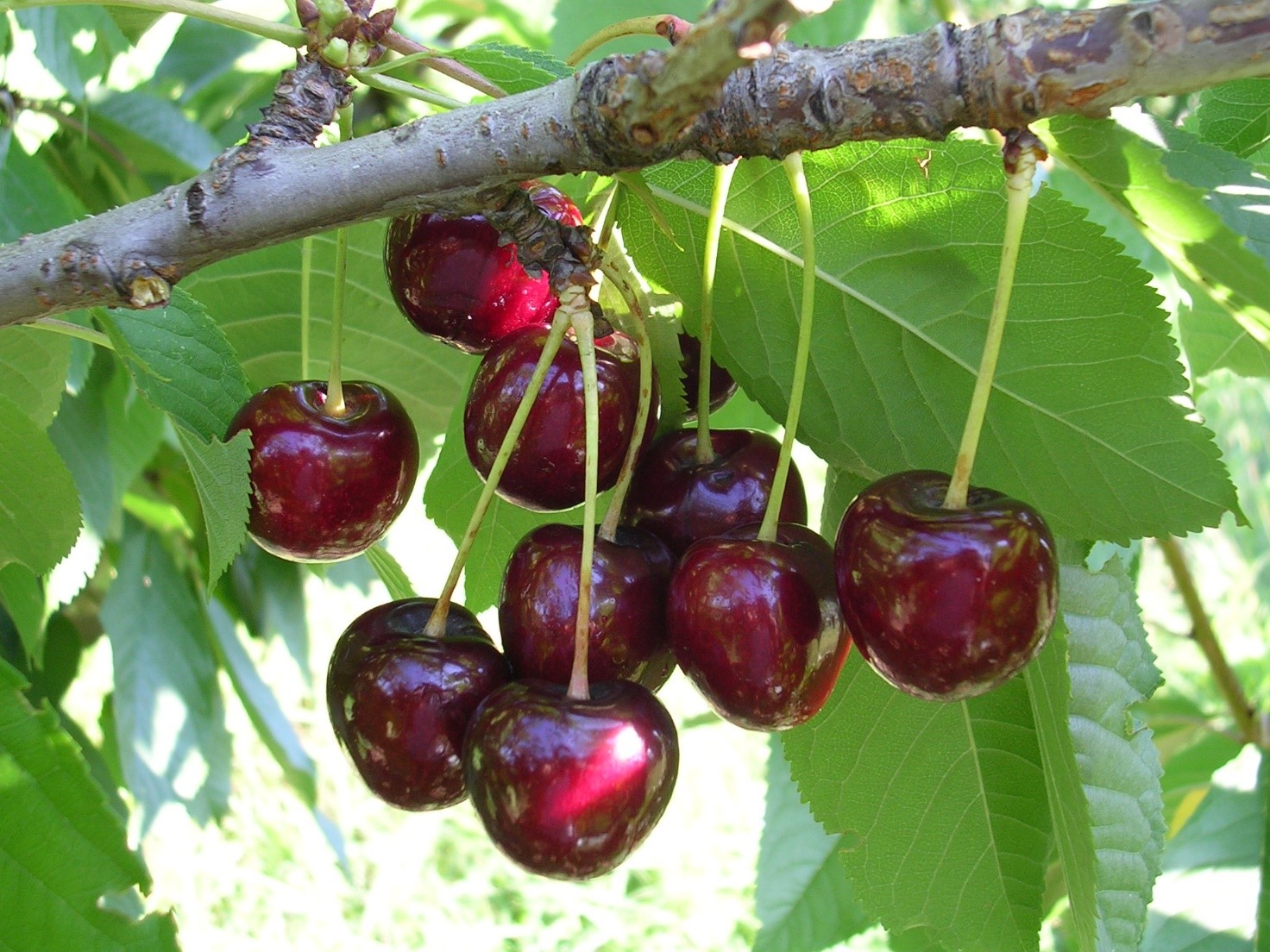 Determination of the relationship between 'Staccato' cherry fruit storage quality and mineral nutrition