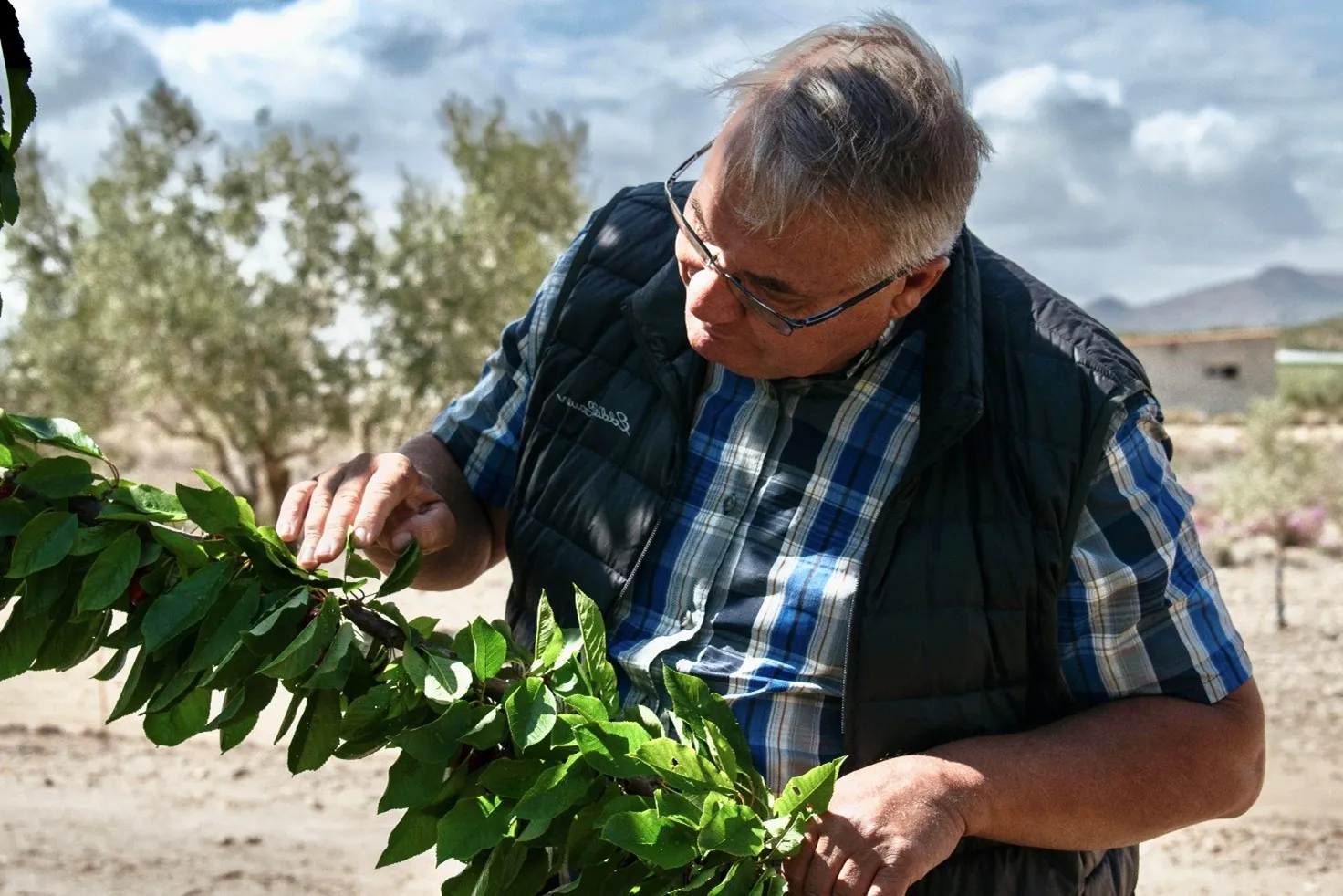 Varietal innovation, patents and brand strategies, the winning trio for the modern cherry industry