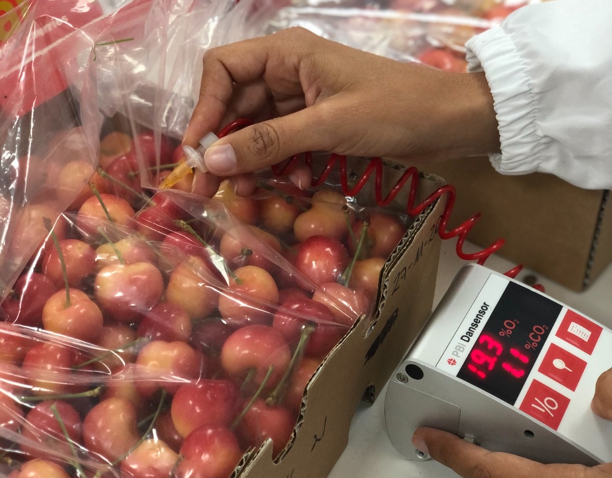 S-21: new Chilean cherry variety hits the international market