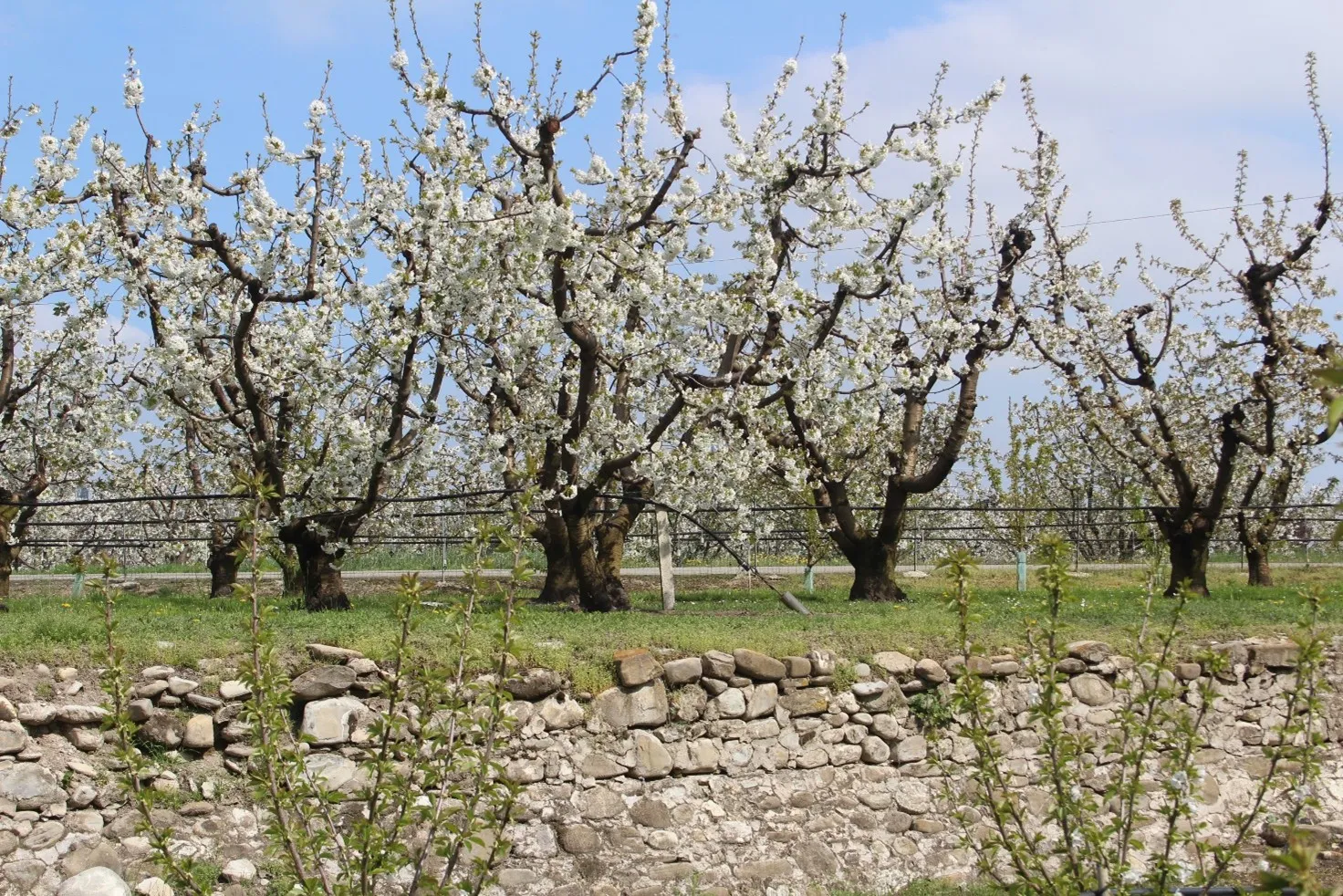 Gestione del reimpianto di ciliegio: strategie per il controllo dei nematodi