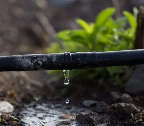 Un nuovo modello per capire le necessità irrigue del ciliegio