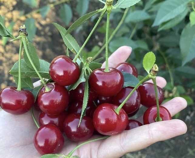 From field to shelf: how best to store sour cherries?