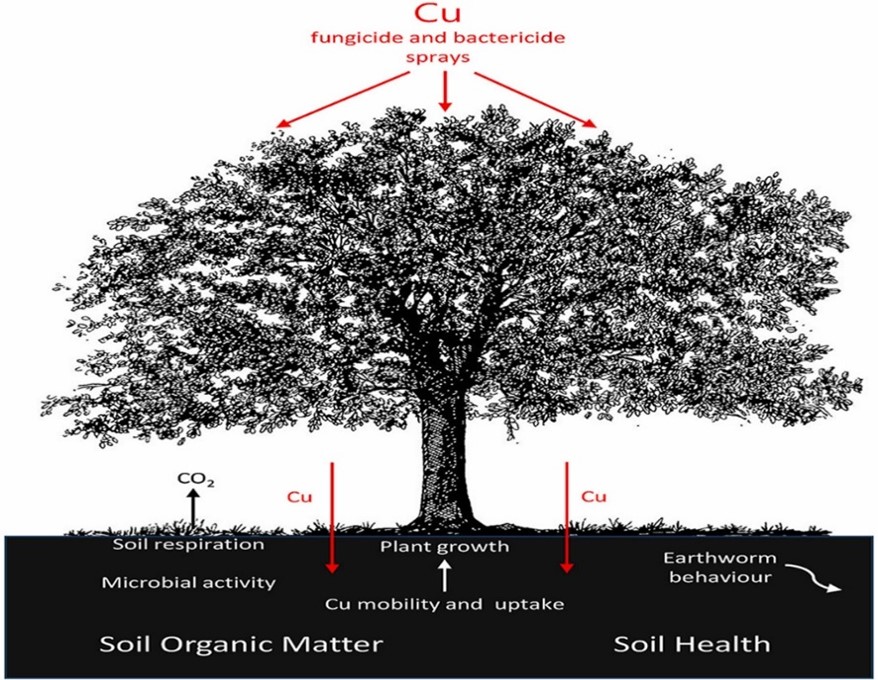 Copper and soils: organic matter as an ally for soil health