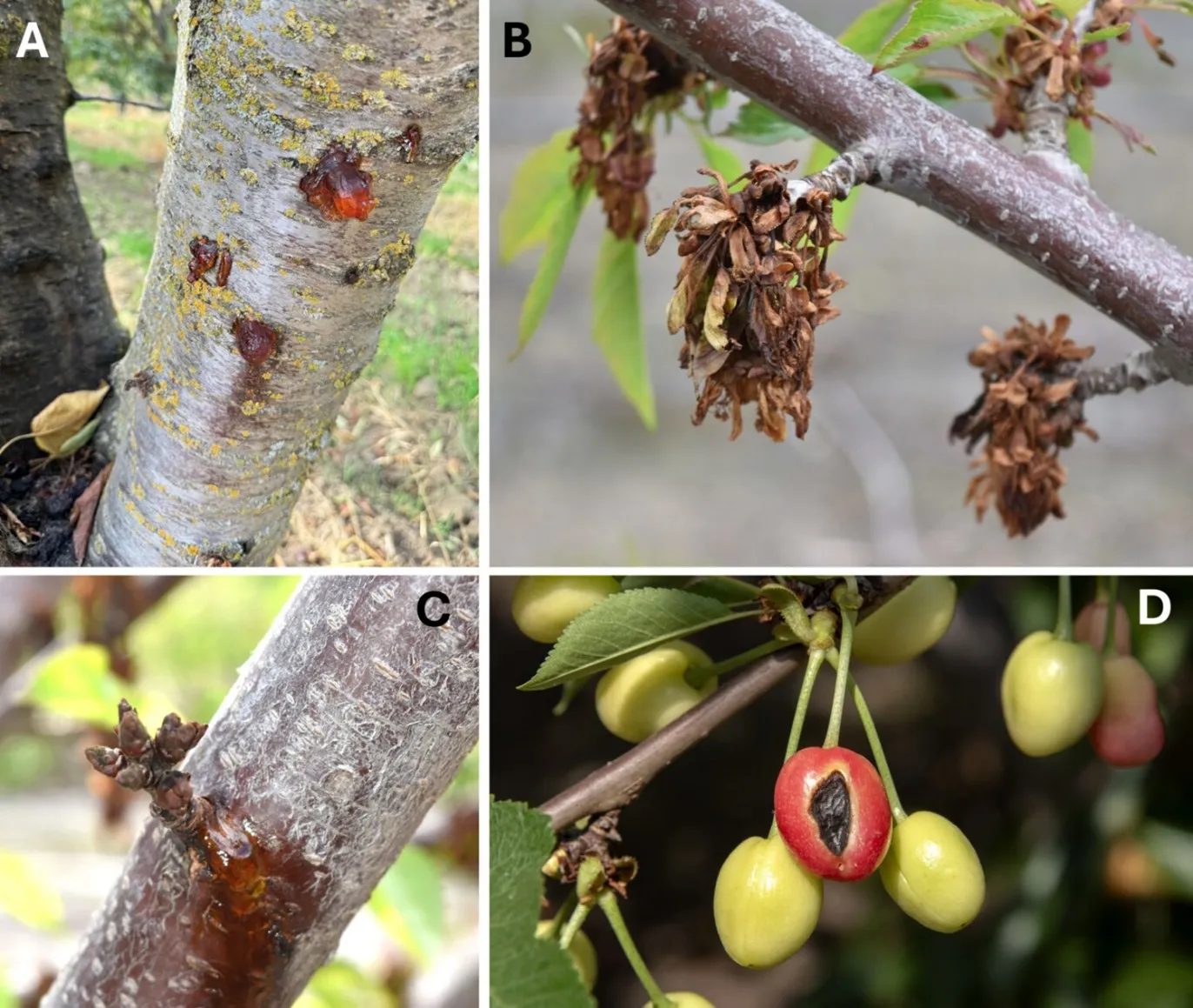 Diversity and characteristics of Pseudomonas syringae in bacterial canker of sweet cherry in California