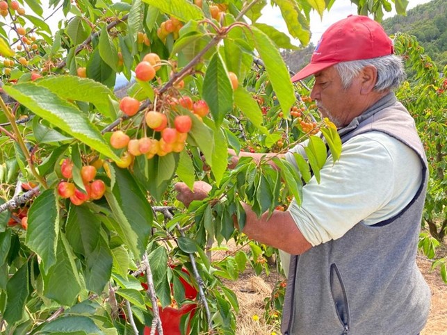 Chilean producers call for activating domestic consumption by focusing on the old Corazón de Paloma cherry variety