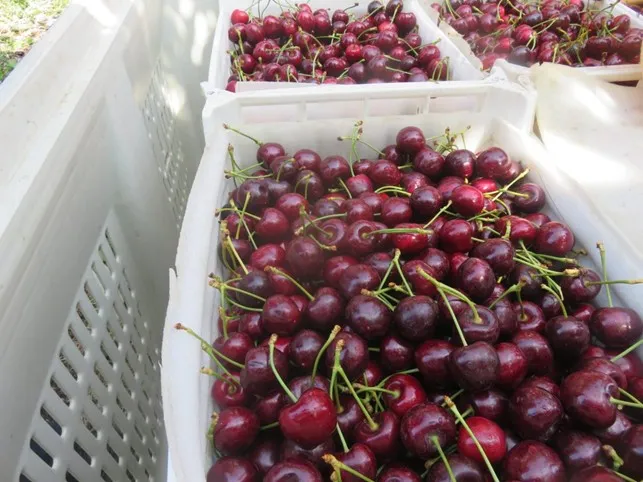 Climate change and varietal innovation at the heart of Cherry Expo 2024