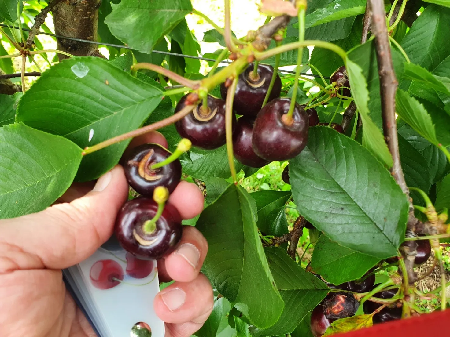 Physiological aspects and strategies for preventing rain cracking in cherries