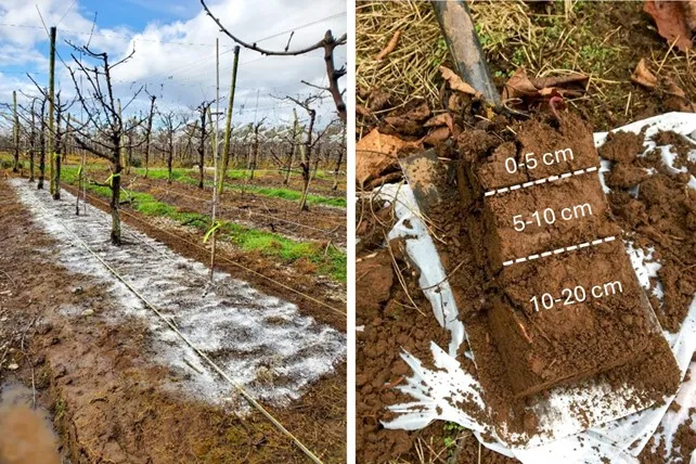 Diagnosis and management of soil acidity in Chilean cherry orchards