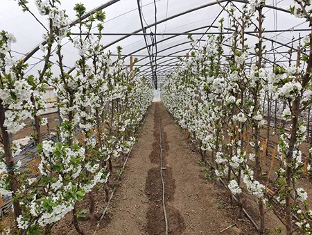 Increased biodiversity in cherry polytunnels positively influences the presence of pollinators