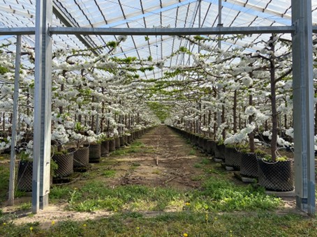 Potted cherry trees grown in Pergola under greenhouse in Hungary