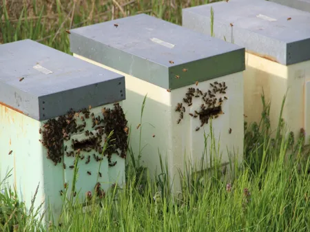 State of the art on pollination in cherry trees