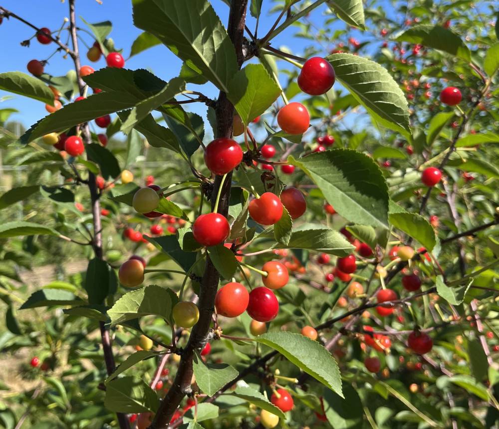 Montmorency sour cherry complex genome sequenced