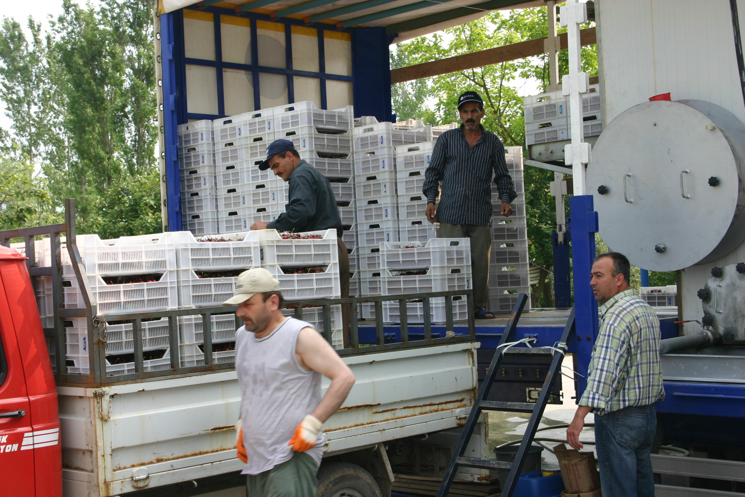 Chile: Ñuble farmers and INIA collaborate to improve post-harvest conditions