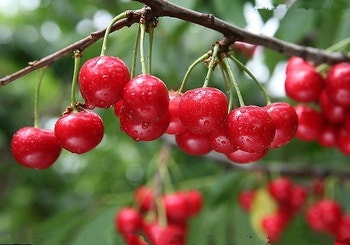 New opportunities for improving fruit firmness through the genome sequencing of Chinese cherry