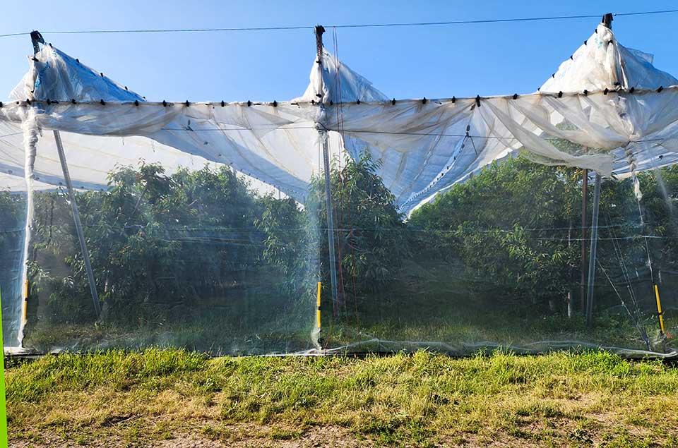 Riveridge Land invests in covers and protective nets to face the climate challenge
