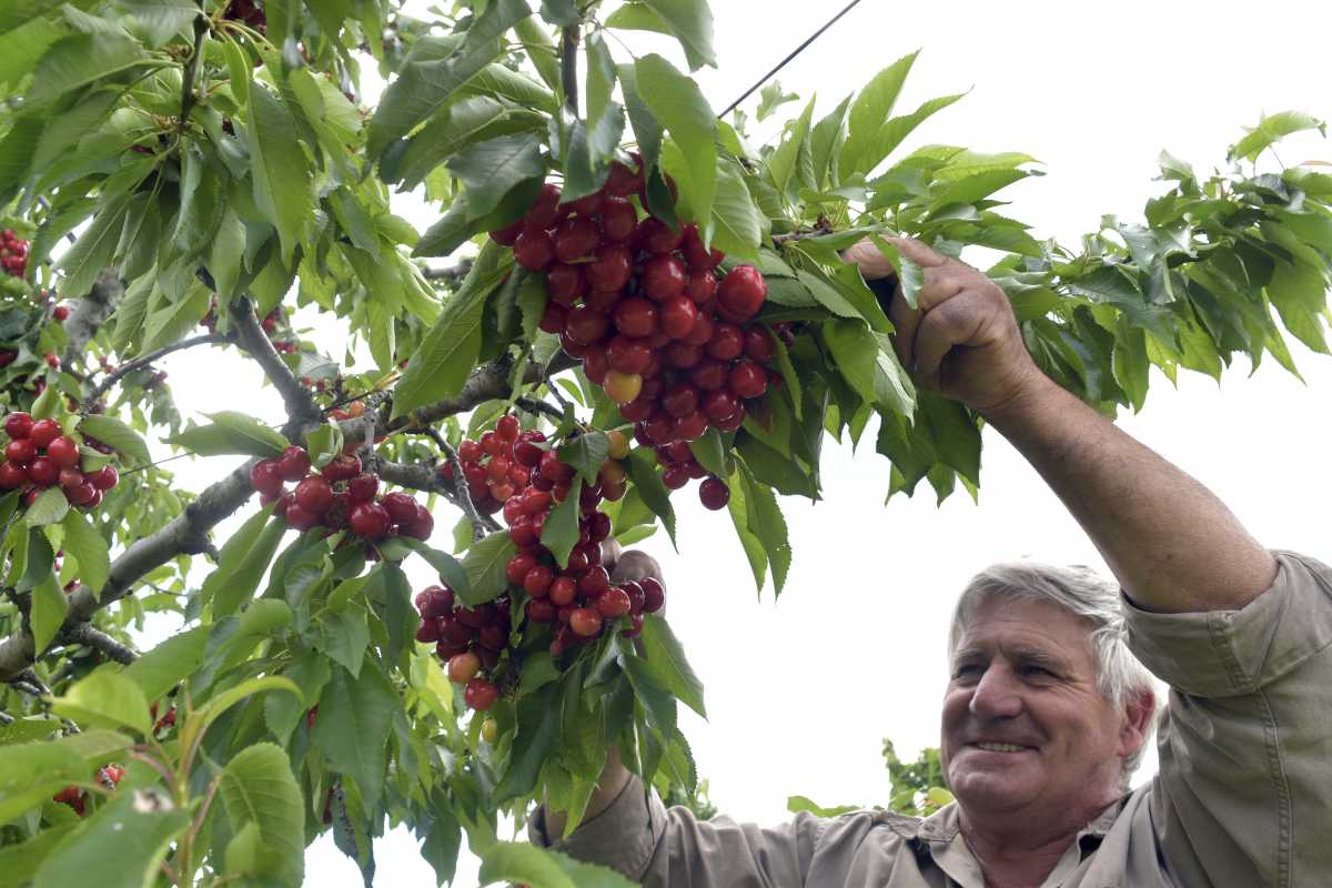 France: cherry production expected to increase by 12% in 2024