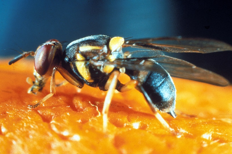 Pest control innovation in Australia: optical scanning to combat fruit fly