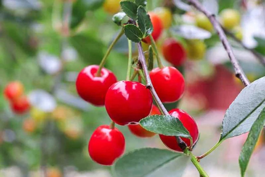 Michigan: sour cherry crisis continues