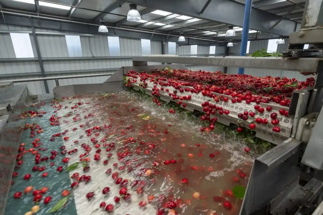 New physiological indicators for assessing the post-harvest quality of cherries