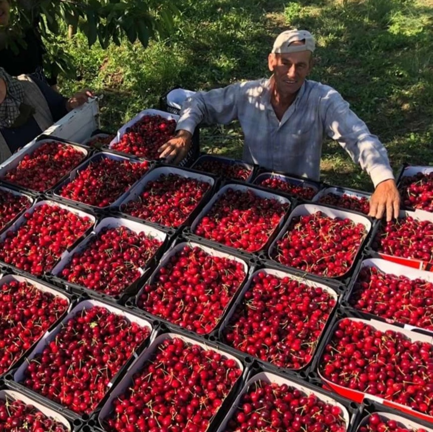Turkey is the leading country in cherry production with 23.7% of world product
