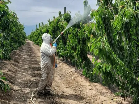 Come aumentare il calibro delle ciliegie senza penalizzare il colore