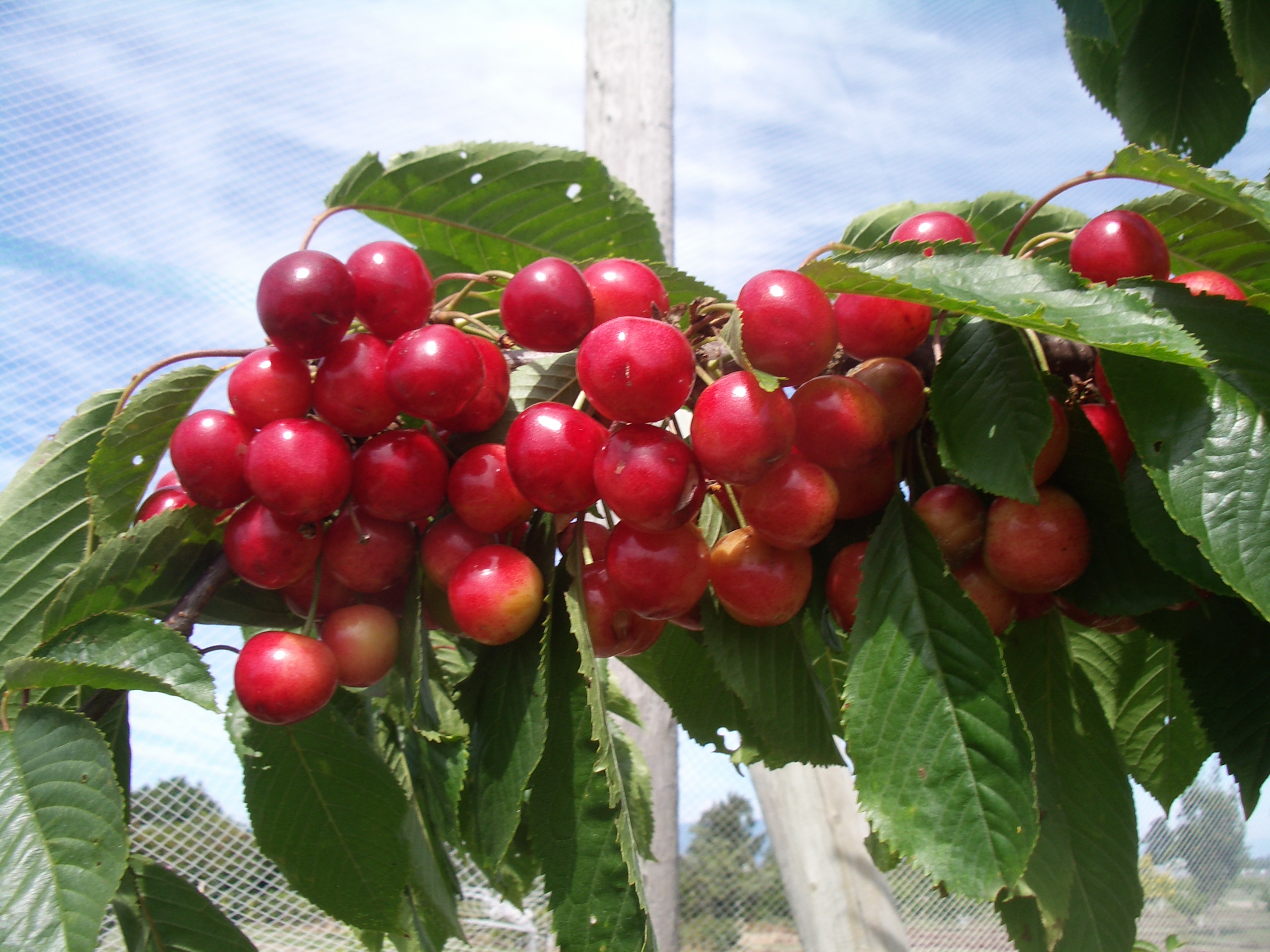 Washington retailers encourage promotion of cherries during June peak