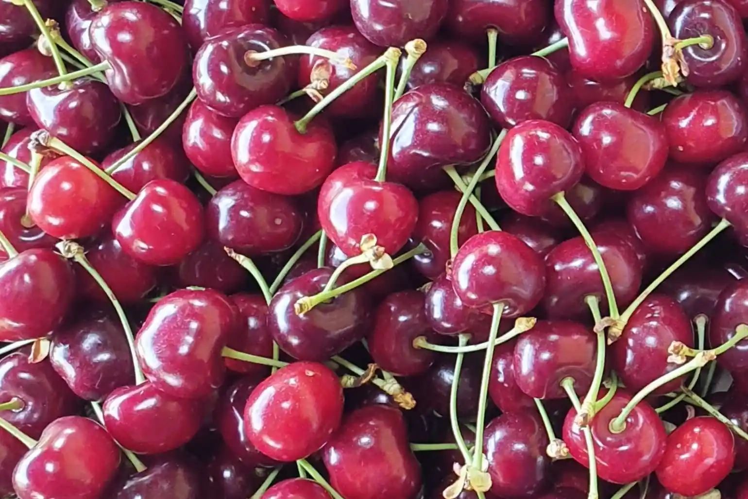 Cherry acidity: Chinese research reveals key genes behind malate control