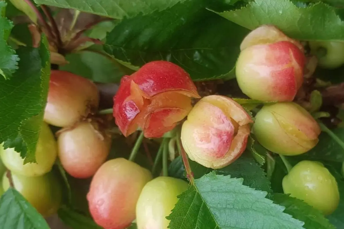 Using precision farming to detect and prevent cherry fruit cracking